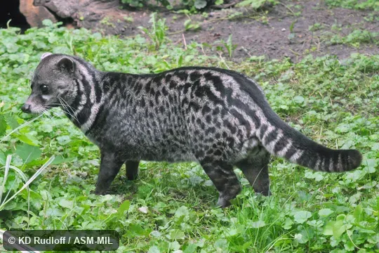 Viverra tangalunga tangalunga.  Also as Malayan Civet, Oriental Civet.
