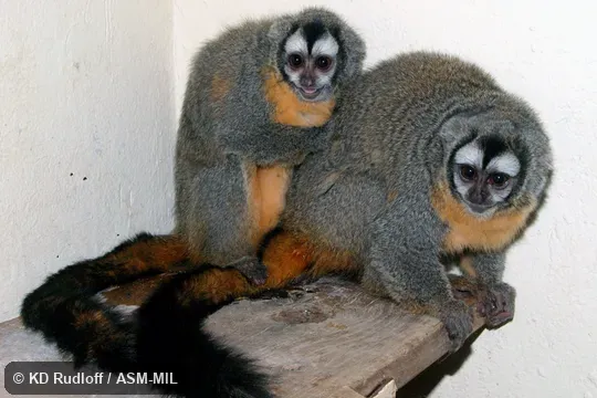 Formerly in Cebidae.  Also as Azara's Owl Monkey, Bolivian Night Monkey, Feline Night Monkey.