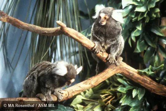 Two animals.  Also as White-tufted-ear Marmoset.  Formerly Cebidae (Callitrichinae).
