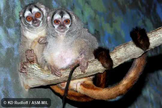 Formerly in Cebidae.  Also as Colombian Night Monkey, Gray-bellied Night Monkey, Lemurine Owl Monkey.