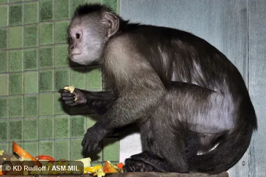 Also as Wedge-capped Capuchin.