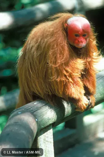 Captive adult, face visible. Formerly Cacajao calvus rubicundus, Bald Uacari|Bald Uakari. Also as Red Uacari|Red Uakari|Red Bald-headed Uacari. Captive adult, face visible. Formerly Cacajao calvus rubicundus, Bald Uacari|Bald Uakari. Also as Red Uacari|Red Uakari|Red Bald-headed Uacari.