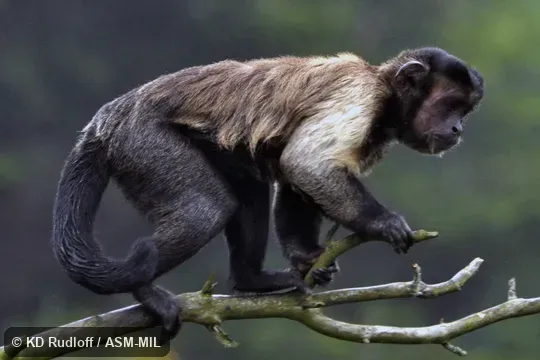 Also as Black-capped Capuchin, Tufted Capuchin.