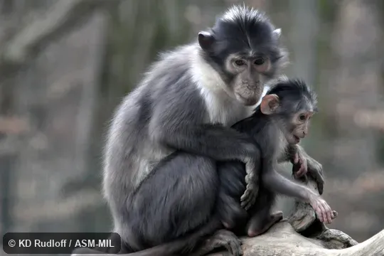 Formerly Cercocebus atys lunulatus.  Also as Crescent-naped Mangabey|White-collared Mangabey|White-crowned Mangabey.