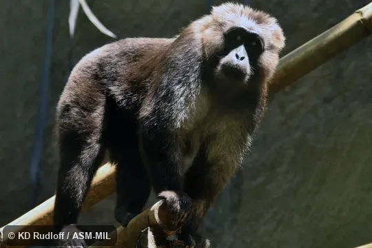 Also as Celebes Macaque. Also as Celebes Macaque.