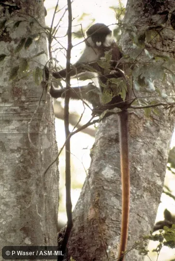 Ventral view in tree, showing tail.  Cercopithecus ascanius schmidti, Schmidt's Red-tailed Monkey.  Also as Red-tailed Guenon.