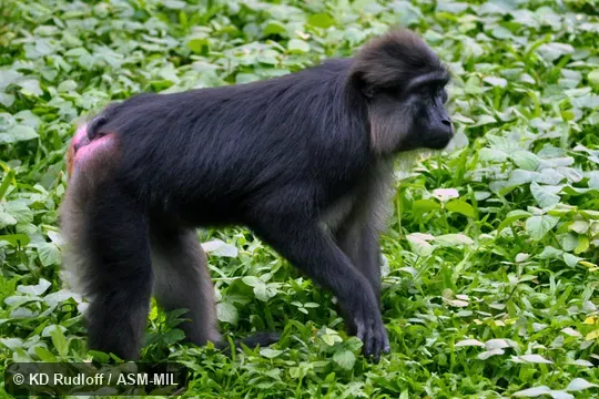 Also as Tonkean Black Macaque.