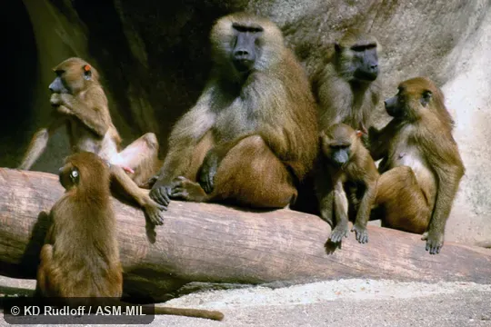 Also as Western Baboon. Also as Western Baboon.