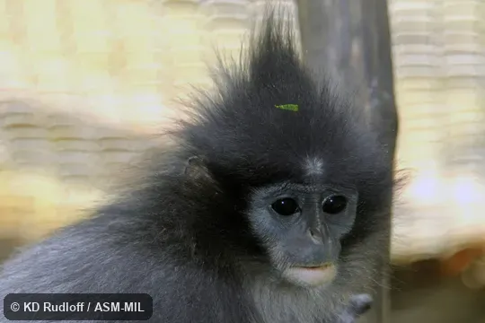 Also as Grizzled Langur|Java Leaf Monkey|Grizzled Leaf Monkey|Javan Surili|Javan Langur.