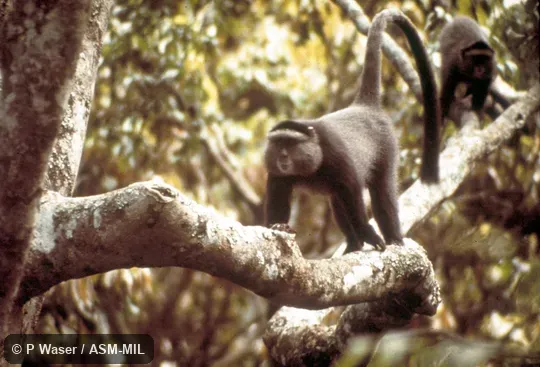 Oblique view, walking on tree limb.  Cercopithecus mitis stuhlmanni, Stuhlmann's Blue Monkey.