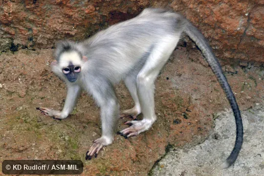 "fluviatilis" morph.  Formerly Presbytis melalophos melalophos, Sumatran Surili.  Also as Mitred Leaf Monkey|Yellow-Handed Mitered Langur
