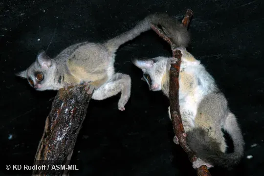 Also as Mohol Galago, Moholi Bushbaby, Moholi Galago, South African Galago, South African Lesser Galago, Moholi Bushbaby.