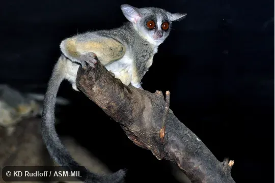 Also as Senegal Bushbaby|Senegal Galago|Ethiopia Lesser Galago|Kenya Lesser Galago|Senegal Lesser Galago|Uganda Lesser Galago. Also as Senegal Bushbaby|Senegal Galago|Ethiopia Lesser Galago|Kenya Lesser Galago|Senegal Lesser Galago|Uganda Lesser Galago.