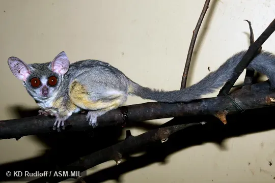 Also as Senegal Bushbaby, Senegal Galago, Ethiopia Lesser Galago, Kenya Lesser Galago, Senegal Lesser Galago, Uganda Lesser Galago.