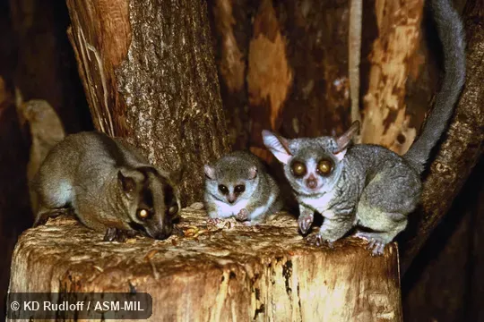   Same as 5249 and 5251.  Mixed with Microcebus murinus and Phaner furcifer.  Also as Senegal Bushbaby, Senegal Galago, Ethiopia Lesser Galago, Kenya Lesser Galago, Senegal Lesser Galago, Uganda Lesser Galago.