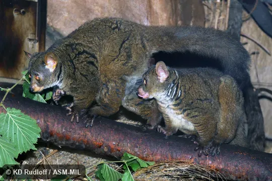 Also as Northern Greater Galago