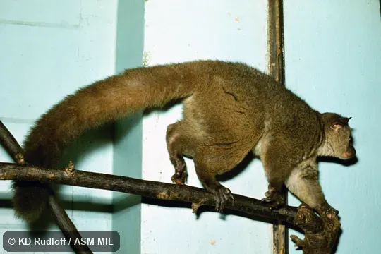 Formerly as Galago alleni.  Also as Allen's Bushbaby, Allen's Galago, Bioko Allen's Bushbaby.