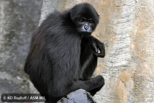 Also as Dwarf Gibbon|Mentawai Gibbon.