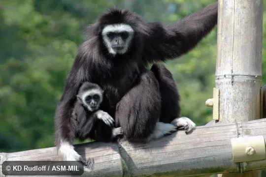 Also as Common Gibbon, White-handed Gibbon