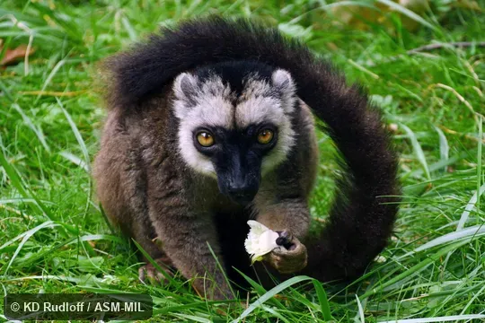 Also as White-fronted Lemur, White-headed Brown Lemur, White-headed Lemur.
