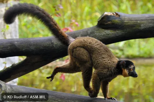 Also as Collared Brown Lemur, Red-collared Lemur.