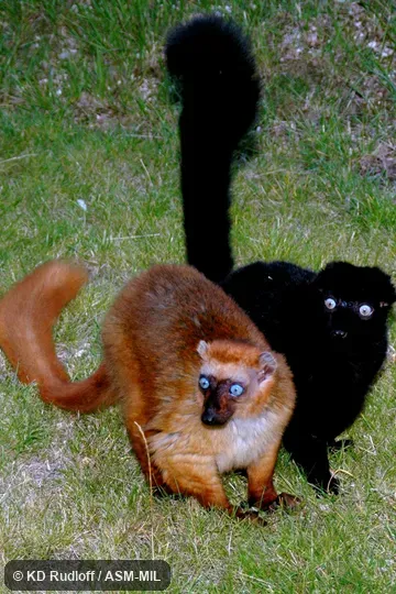 Formerly Eulemur macaco flavifrons, Black Lemur.  Pair; male is black.  Also as Sclater's Black Lemur, Sclater's Lemur.