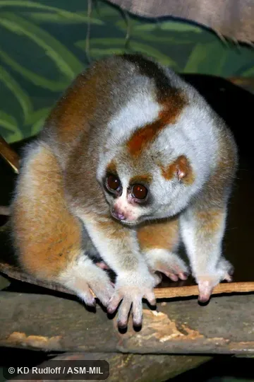 Also as Ashy Slow Loris, Northern Slow Loris.