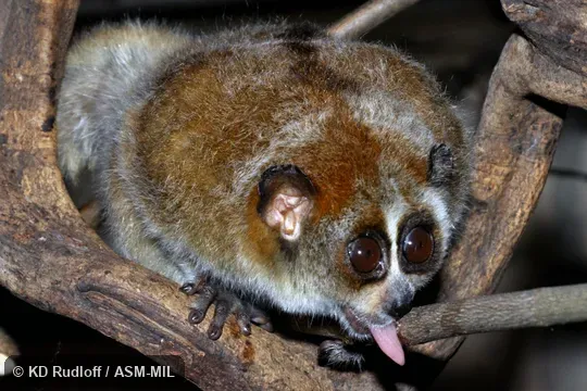 Also as Lesser Slow Loris, Pygmy Loris.  Formerly Nycticebus pygmaeus.