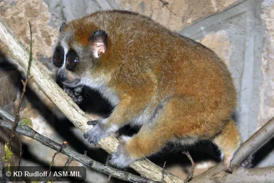 Also as Lesser Slow Loris, Pygmy Loris.  Formerly Nycticebus pygmaeus.