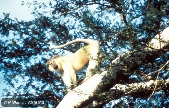 Side view of monkey in tree. Also as Tana Mangabey|Tana River Crested Mangabey. Side view of monkey in tree. Also as Tana Mangabey|Tana River Crested Mangabey.