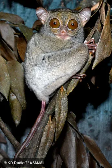 Cephalopachus bancanus bancanus.  Formerly as Tarsius bancanus, Horsfield’s Tarsier.