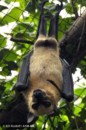 Also as Sulawesi Acerodon|Sulawesi Fruit Bat. Also as Sulawesi Acerodon|Sulawesi Fruit Bat.