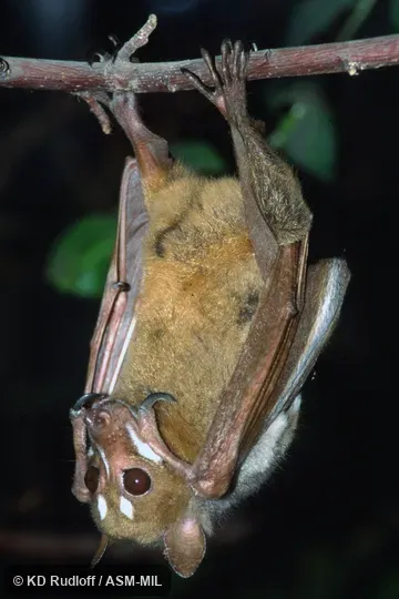 Also as Sulawesi Stripe-faced Fruit Bat. Also as Sulawesi Stripe-faced Fruit Bat.