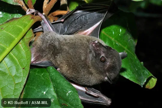 Also as Swift Fruit Bat. Also as Swift Fruit Bat.
