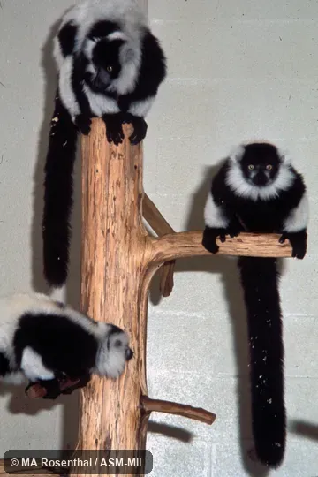 Frontal, side and oblique view of 3 captives, Varecia variegata subcincta.  Also as Pied Black-and-white Ruffed Lemur|Variegated Ruffed Lemur.