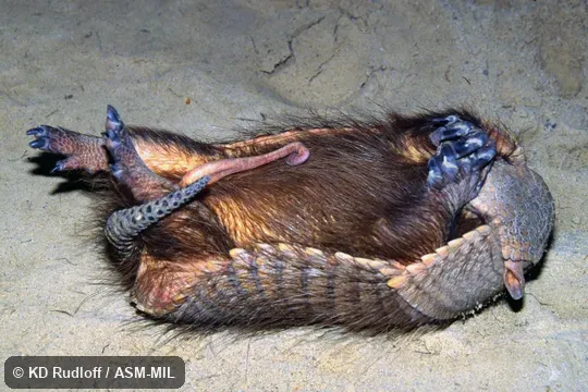 Male, lying on back with penis extruded.  Also as Big Hairy Armadillo, Greater Hairy Armadillo, Giant Hairy Armadillo.