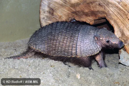 Also as Big Hairy Armadillo, Greater Hairy Armadillo, Giant Hairy Armadillo.