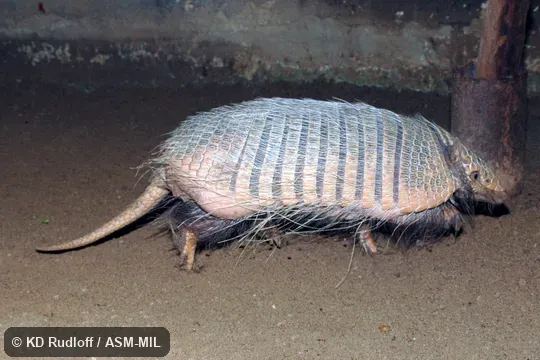 Also as Yellow Armadillo.