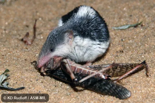 Eating grasshopper.  Formerly Soricomorpha.  Formerly Diplomesodon pulchellum.  Also as Turkestan Desert Shrew.