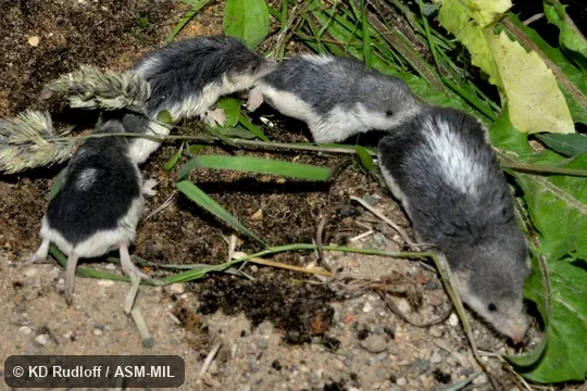 Young in chain behind mother.  Formerly Soricomorpha.  Formerly Diplomesodon pulchellum.  Also as Turkestan Desert Shrew.