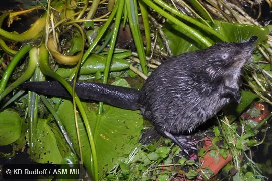 Formerly Soricomorpha.  Also as Desman|Water Mole.
