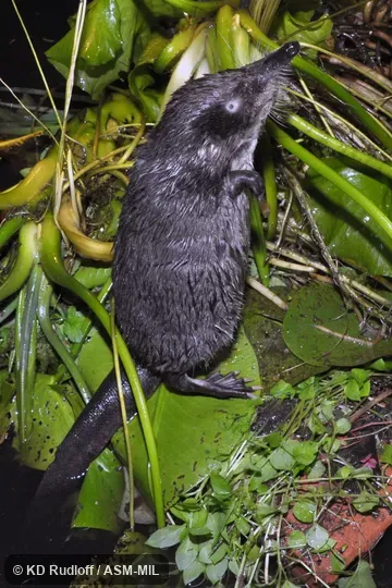 Formerly Soricomorpha.  Also as Desman, Water Mole.