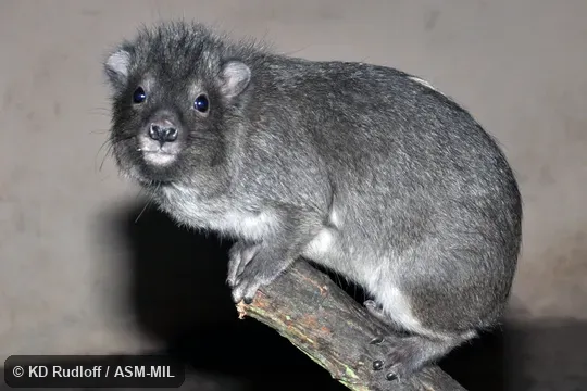 Also as Tree Dassie. Also as Tree Dassie.