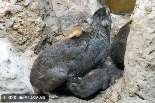 Female suckling young with hairs around dorsal gland erect.  Also as Yellow-spotted Rock Hyrax.