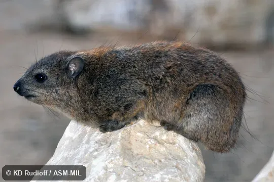 Procavia capensis jayakari.  Also as Klipdassie.