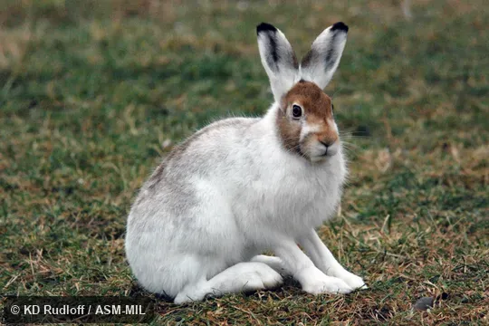 Winter pelage. Also as Blue Hare|Snow Hare|Eurasian Arctic Hare|Varying Hare|White Hare. Winter pelage. Also as Blue Hare|Snow Hare|Eurasian Arctic Hare|Varying Hare|White Hare.