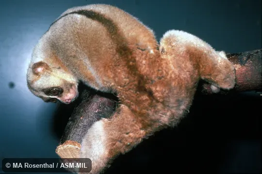Dorso-lateral view. Also as Ashy Slow Loris|Northern Slow Loris. Dorso-lateral view. Also as Ashy Slow Loris|Northern Slow Loris.