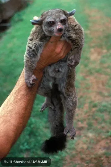 Otolemur crassicaudatus argentatus. Front view of hand-held animal. Also as Brown Greater Galago|Garnett's Greater Galago|Greater Bushbaby|Greater Galago|Large-eared Greater Galago|Thick-tailed Bushbaby. Otolemur crassicaudatus argentatus. Front view of hand-held animal. Also as Brown Greater Galago|Garnett's Greater Galago|Greater Bushbaby|Greater Galago|Large-eared Greater Galago|Thick-tailed Bushbaby.