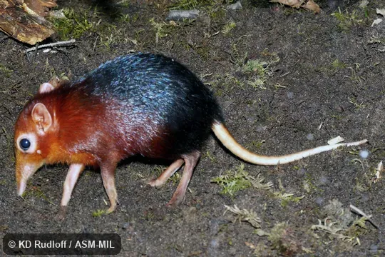 Also as Black-and-rufous Elephant-shrew, Peters's Sengi, Peters's Elephant-shrew, Zanj Sengi, Zanj Elephant-shrew.