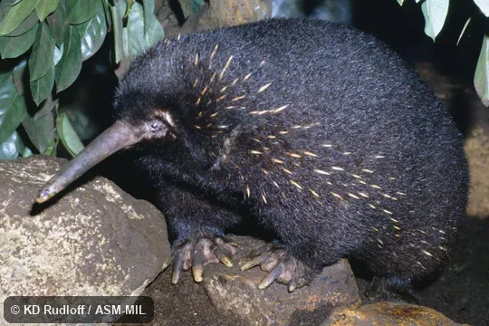 Also as Barton's Long-beaked Echidna. Also as Barton's Long-beaked Echidna.